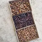 بيع تمر خلاص وخضري وصقعي