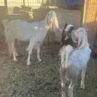 معزا صنف ((( تممم البيييع )))