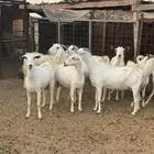 معزا بيشيات دفيع شرط