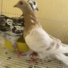 البيع حمام كريمي وفرنسي
