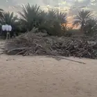 جريد بالكميات الي تبغى