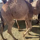 للبيع القعدان الكفو للمبادي وزواجات فل الفل