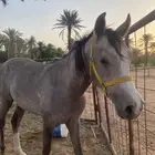 حصان