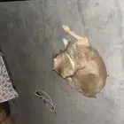 كلب للبيع والكلب ماشاءالله نظيف ولا يسوي شي و لعوب مره