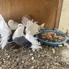 للبيع زوج رقاص هولندي مكتف أزرق منتج
