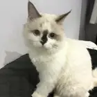 قط ذكر هملايا بيور