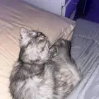 قط شيرازي للبيع