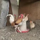 دجاج فيومي أورنج