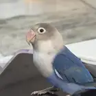 عصفور فيشر اليف