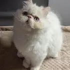 قط بيكي فيس للبيع