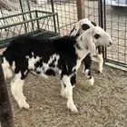 اثنين طليان