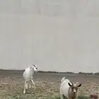 ماعز قزم وجفرة للبيع