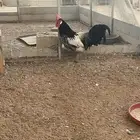 للبيع ديك لاكن فندر
