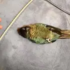 كنيور بلو شك نادر وا قليل جدن في السوق( مات غرق)
