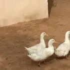 بط بكيني مذبوح