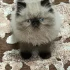 قط صغير للبيع