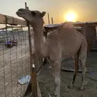 قعود  لباني على الحليب من حلالي ونظيف على الشرط