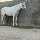 فرس شعبيه تحتها مهر