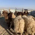 ذبايح للبيع