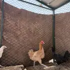 دجاج للبيع