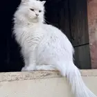 قطه انثى شيرازي طالبه تزاوج و للتبني