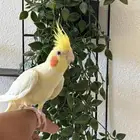 للبيع طير كروان