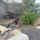 ديك هندي للبيع