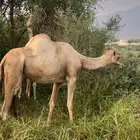 ناقة العمر سديس