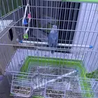 حفر الباطن المدينه العسكريه بيع طير روز