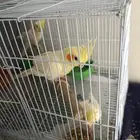 عصافير كروان
