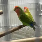 أجوز طيور روز