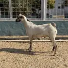 تيس عماني معرف