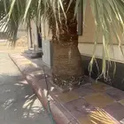 نخل واشنطني عدد ( 4 ) حبات