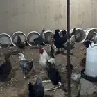 دجاج بياض مشكل براهما وتركي وبلدي وفيومي