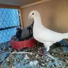 زوج هومر