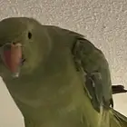 ببغاء دره