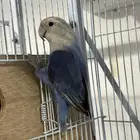 روز