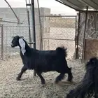 للبيع جفرات طيبه