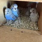 جوز بادجي هولندي مع انتاجه