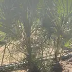 نخل واشنطني