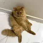 قطط
