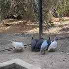 حبش دجاج حجل للبيع الخرج العفجه