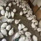 دجاج لحم 900 جرام 1000 جرام