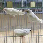 طبات بنقليز