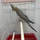 كروان انثى بيعه سريعه