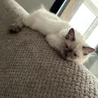 قطه صغيرة للبيع