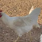 ديكة لوهمان براون دم صافي