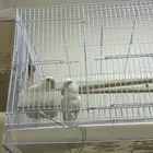 طيور روز عيون حمر