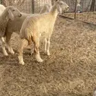 رخال حريه تم البيع