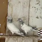حمام